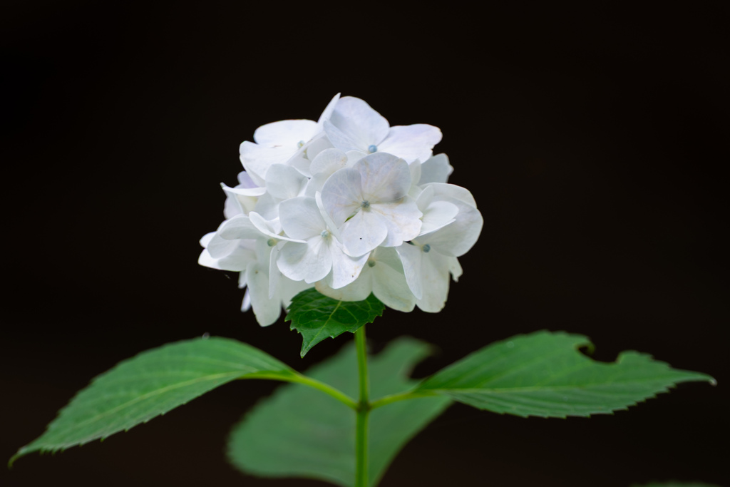 紫陽花
