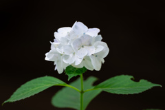 紫陽花