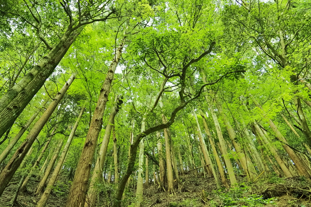 木脈一本　緑の中