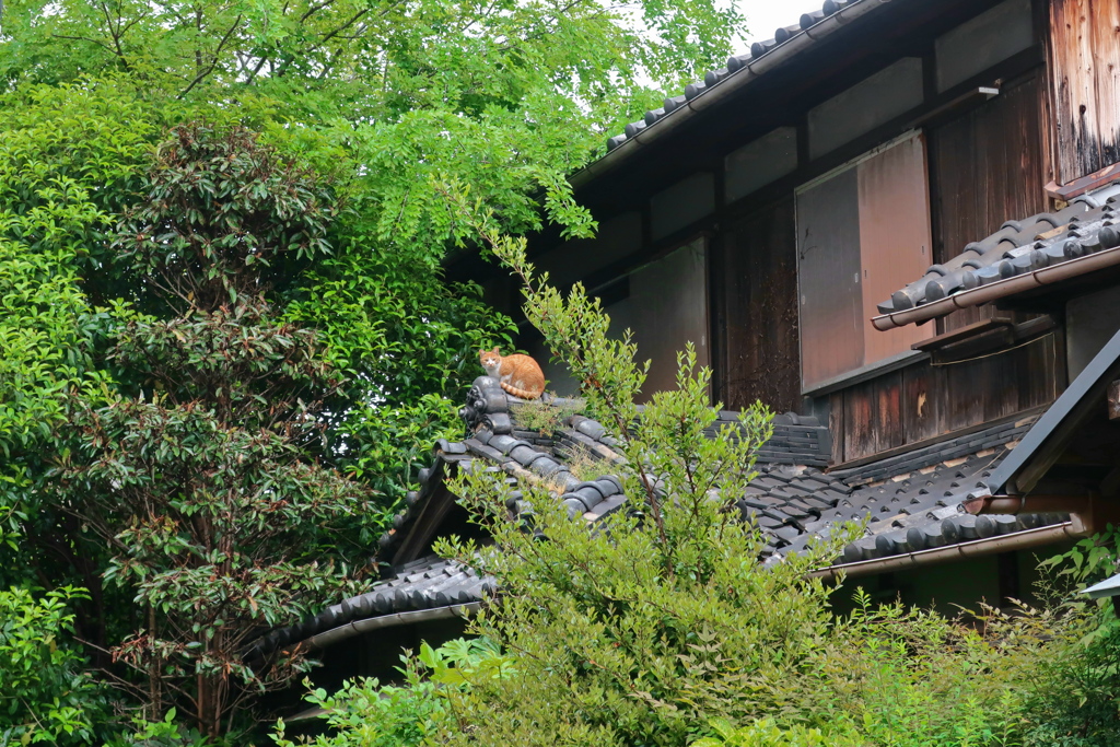 屋根の上の猫