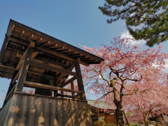 春のお寺