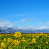 冬琵琶湖　菜の花畑(2)