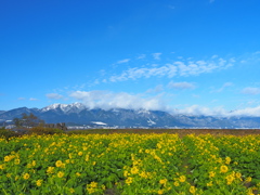 冬琵琶湖 菜の花畑