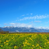 冬琵琶湖 菜の花畑