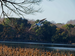 滑空