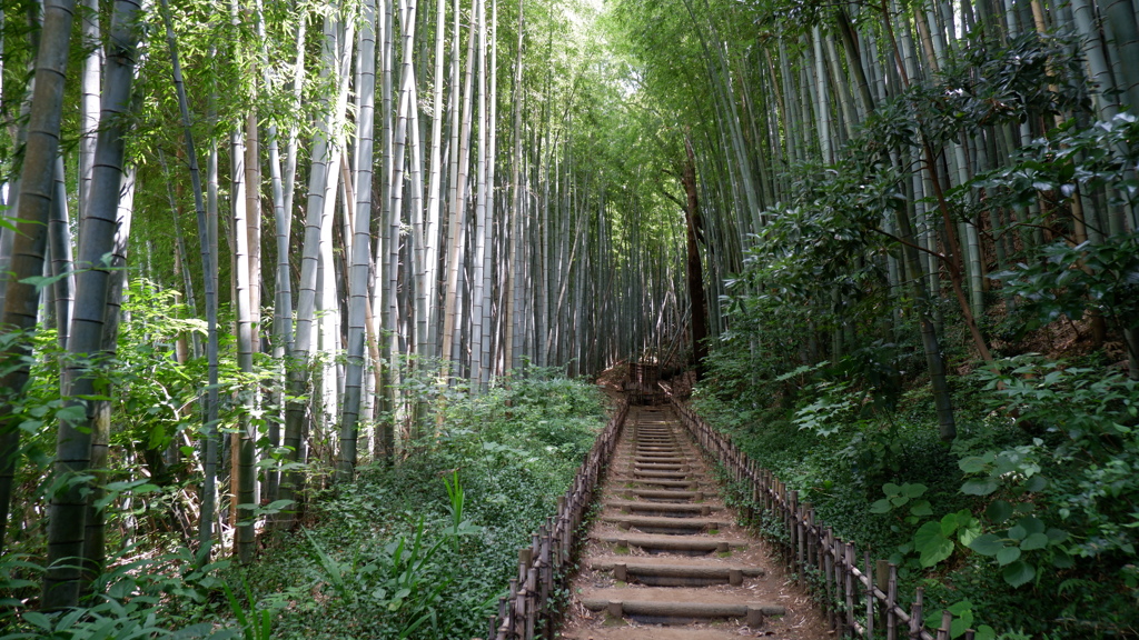 竹林の坂道