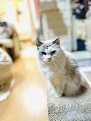 自宅の飼い猫