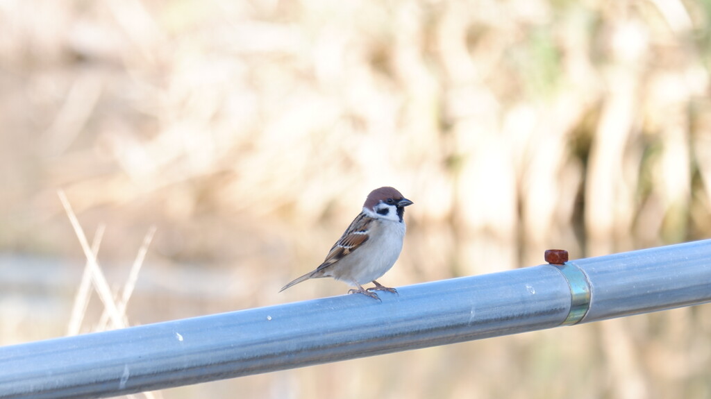 野鳥撮影2