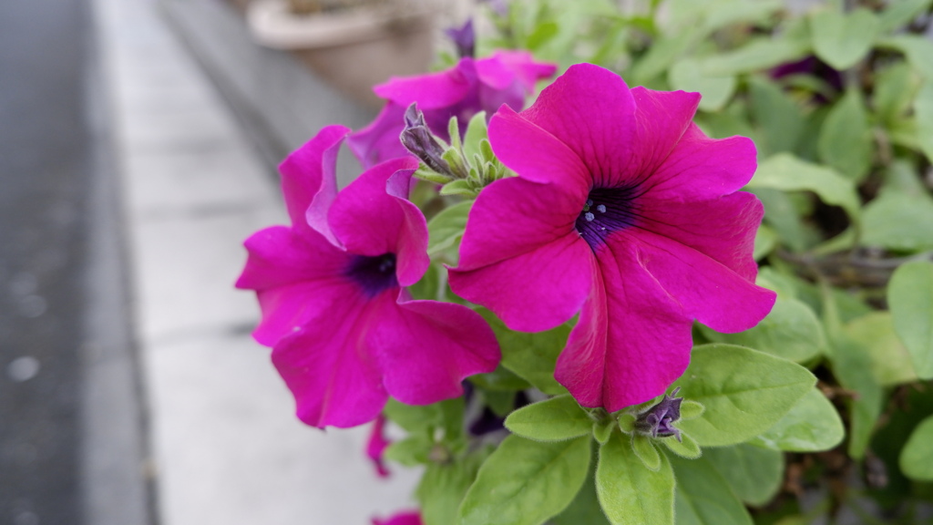 プランターの花