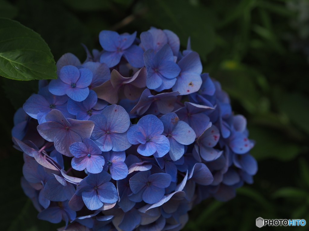 紫陽花