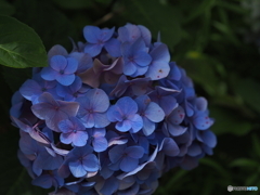 紫陽花