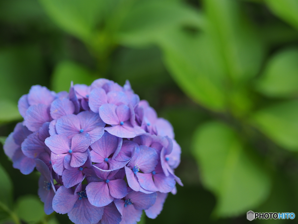 紫陽花