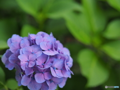 紫陽花