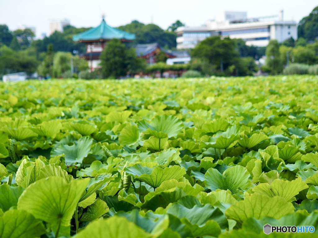 上野公園