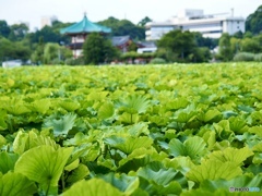 上野公園