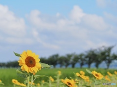 夏