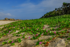午後の浜辺＠奄美大島