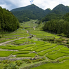 復興の千枚田＠愛知県　四谷の千枚田