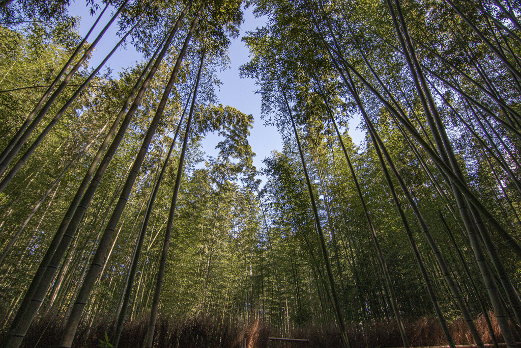 竹林