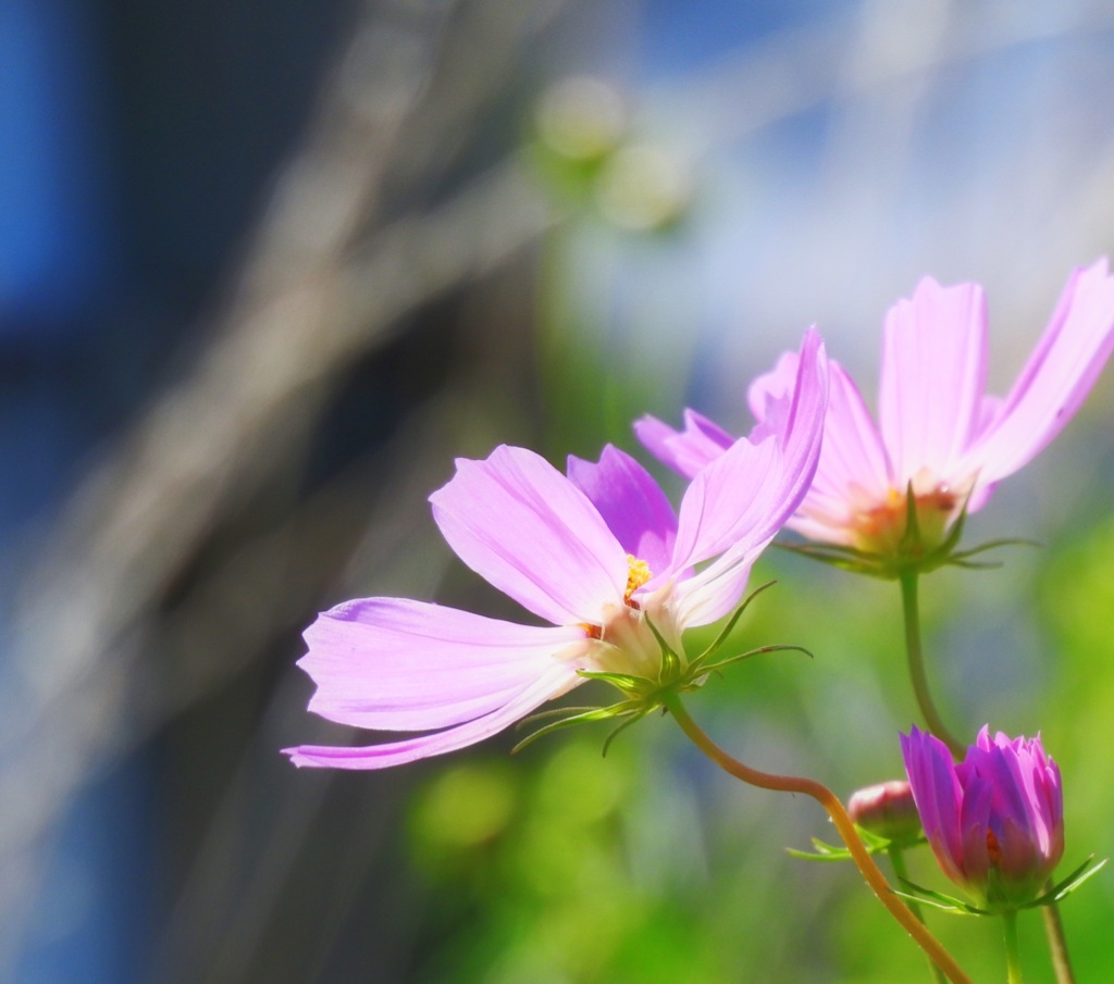 秋桜。