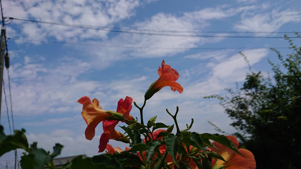 青空にノウゼンカブラ。