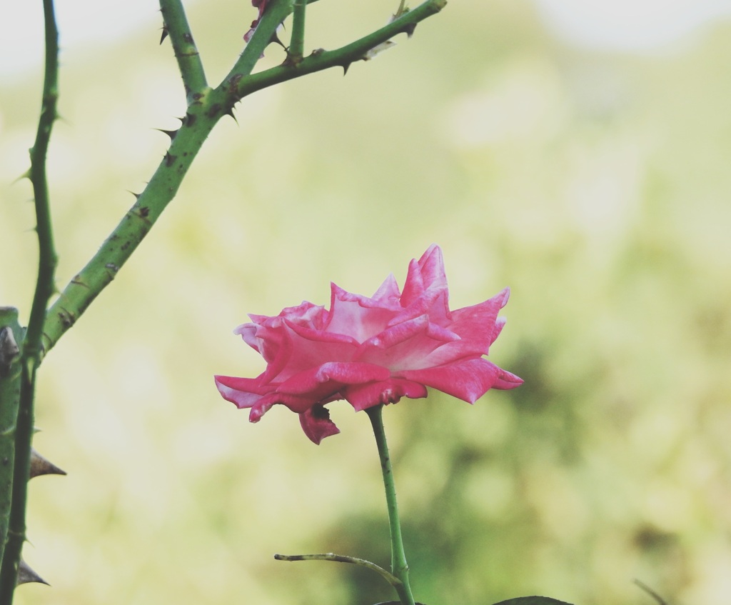 薔薇の種類。