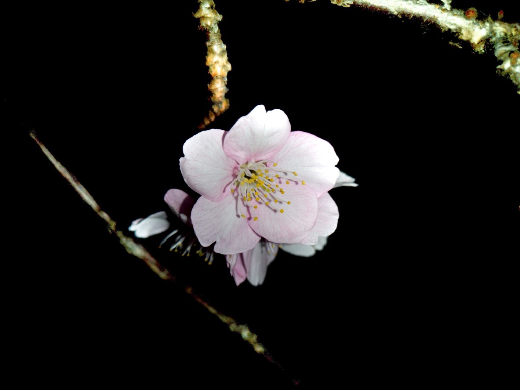 夜桜