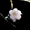 夜桜