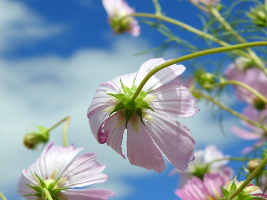 秋桜。