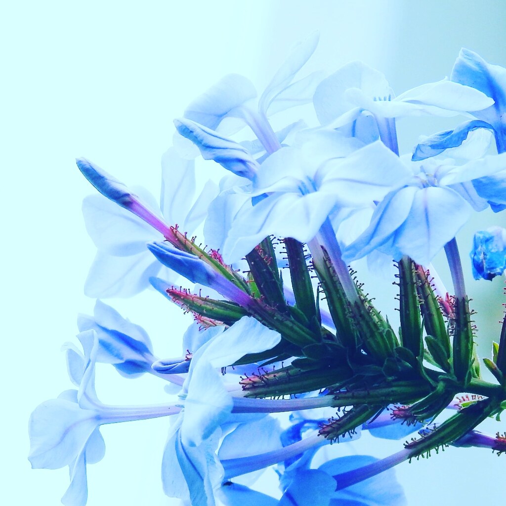 なんて花?