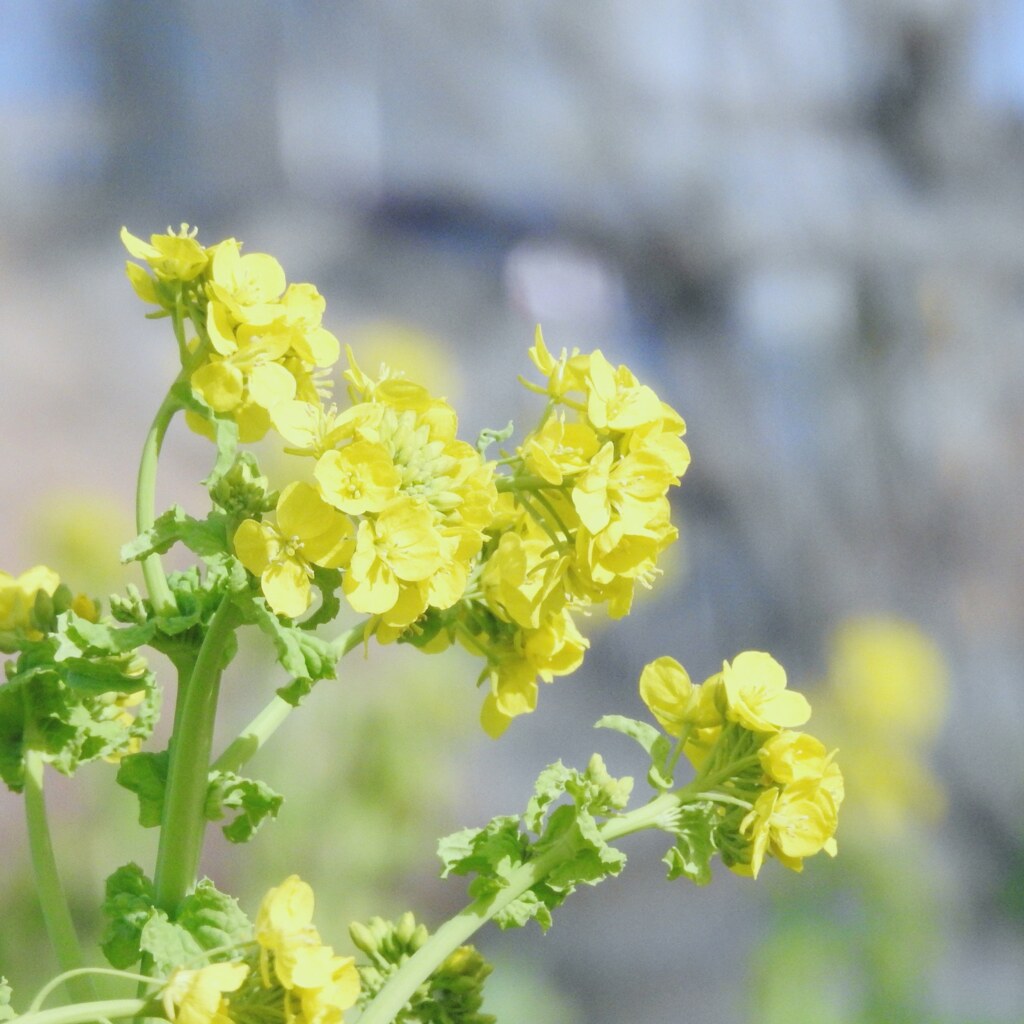 菜の花