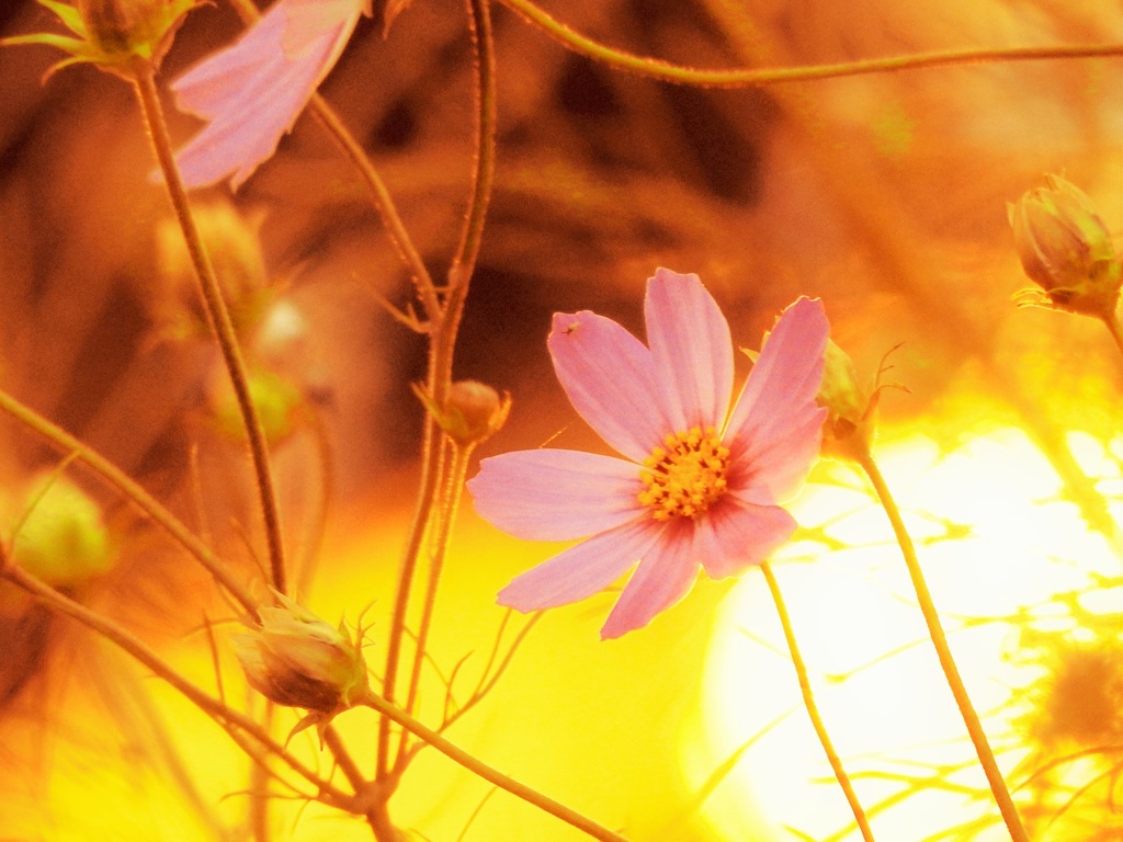 夕日に秋桜。