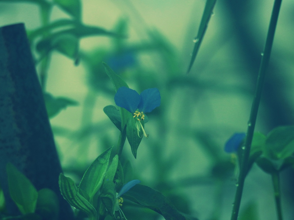 露草。