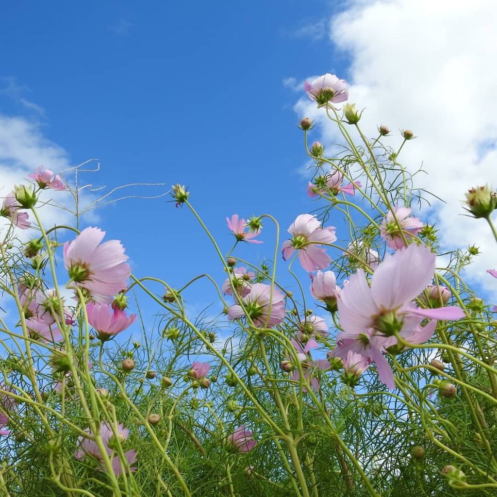 秋桜