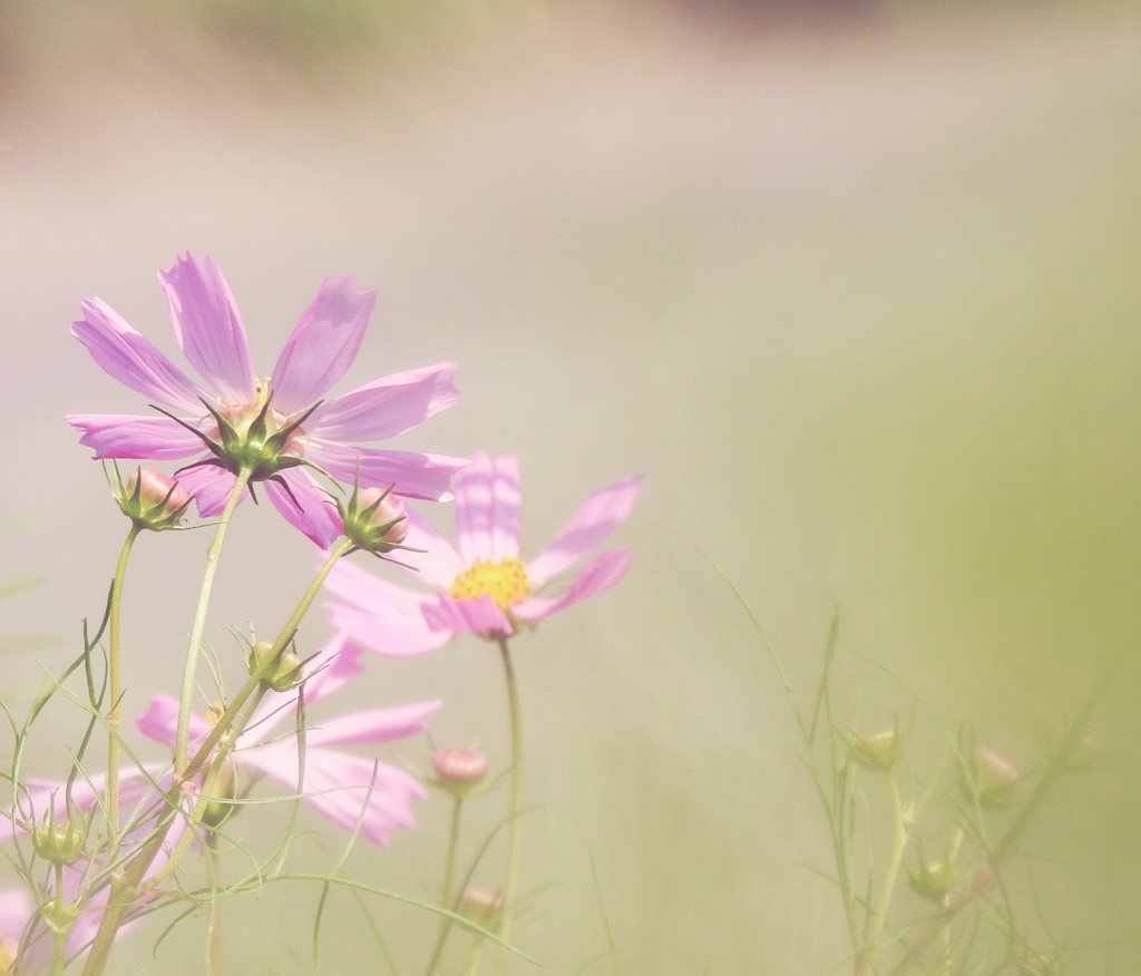 秋桜。