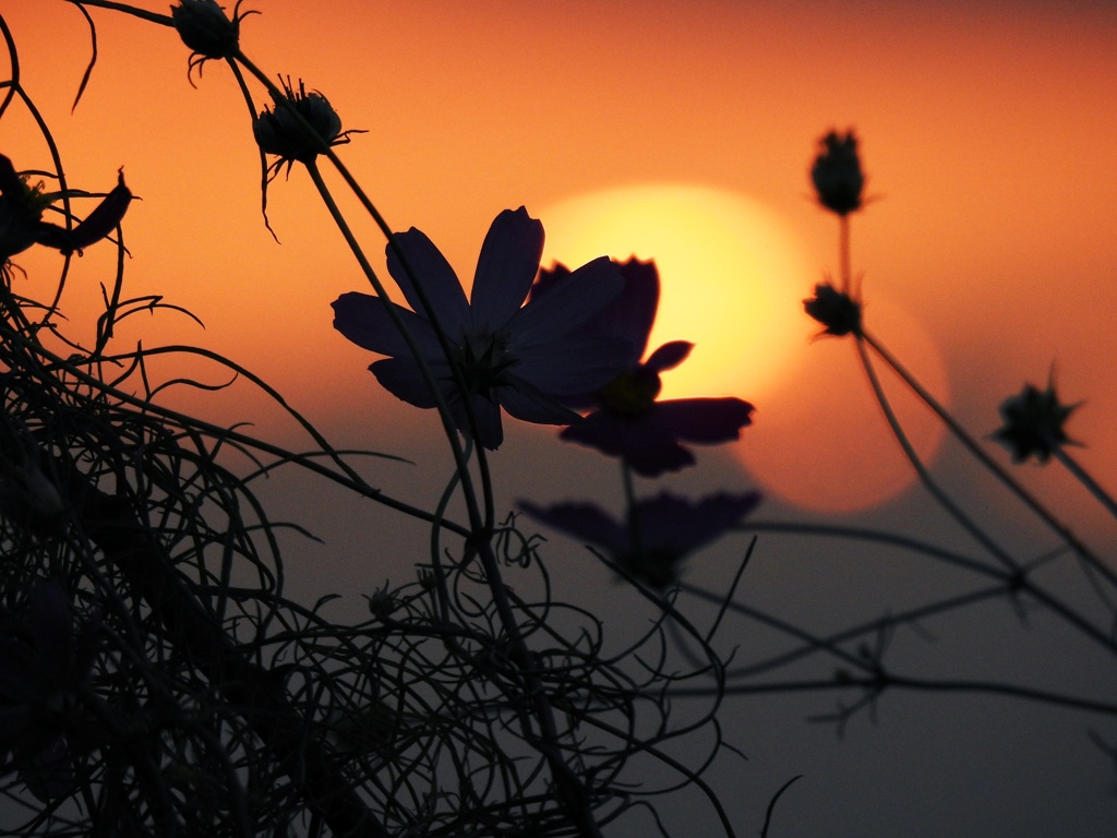 夕陽に秋桜。