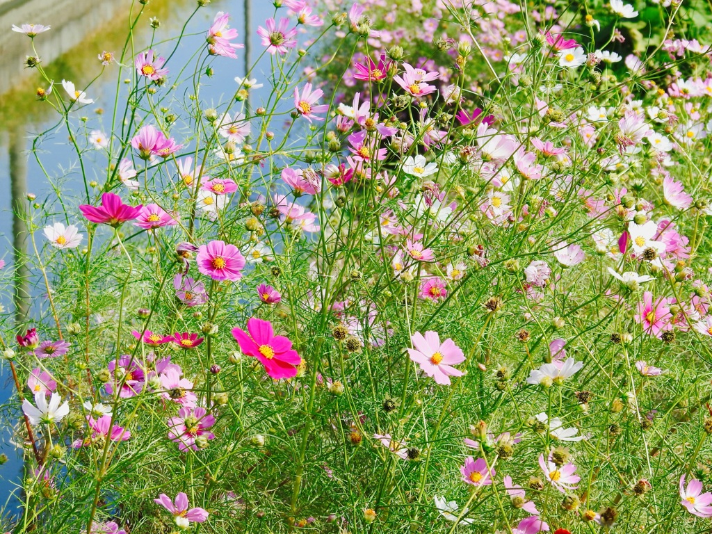 秋桜。