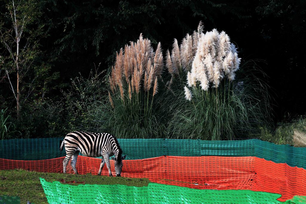 シマウマのいる風景
