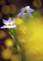 日向ぼっこ･･･木漏れ日の下で