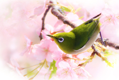 緑の宝石