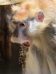 うるせえ　キーキー言うんじぁあねえ