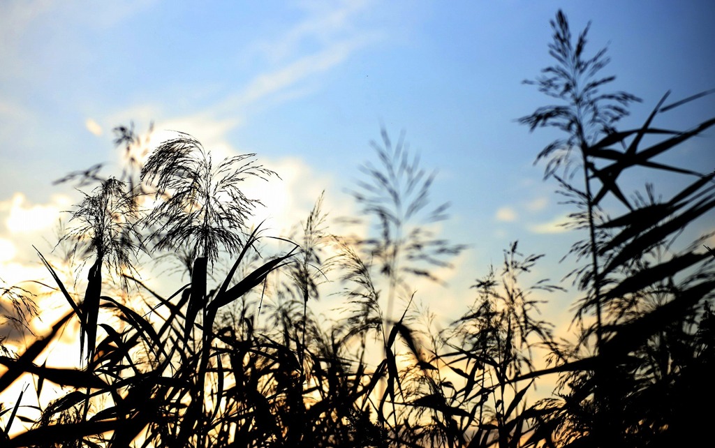 散歩でショット･･･午後