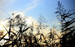 散歩でショット･･･午後