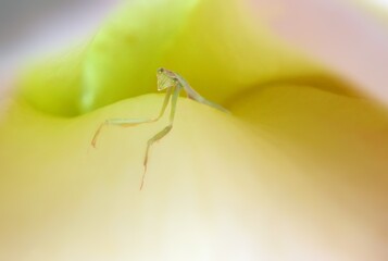 カマキリの住処