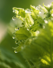 メロンの朝露pg