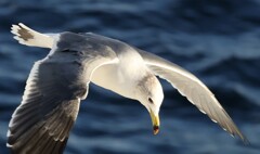 カモメ･･･フェリーの船上にて