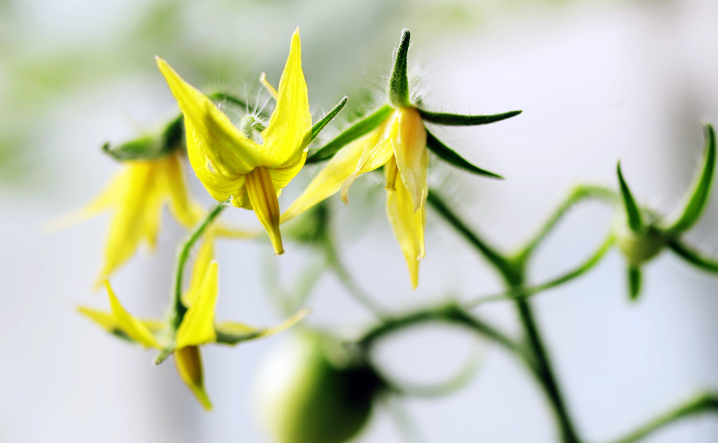 トマトの花