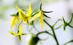 トマトの花