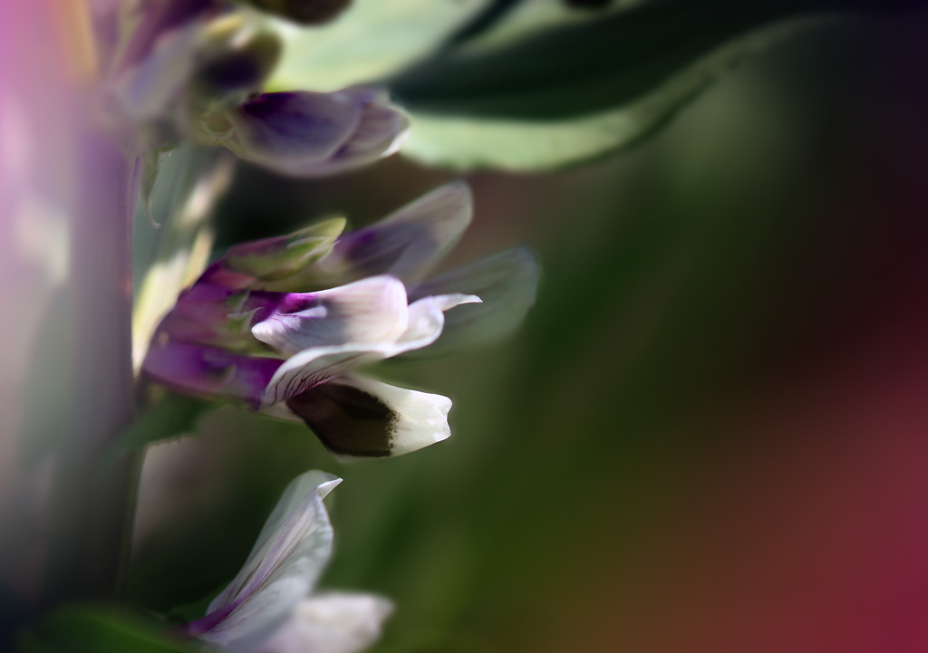 野菜の花･･･ソラマメ