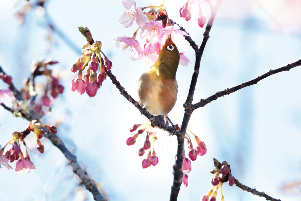 めじろ